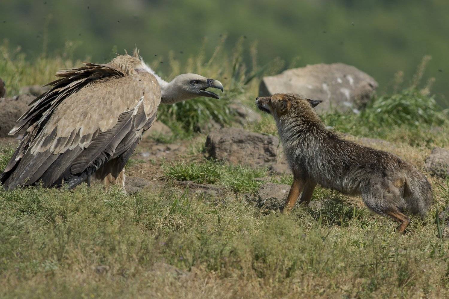 Автор: Desislava Todorova , Desislava Todorova