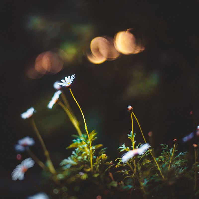 ботанический сад, макро, цветы, зелень, природа в оранжерееphoto preview