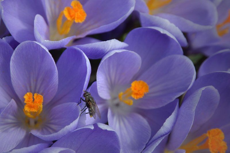 Про любителей крокусовphoto preview