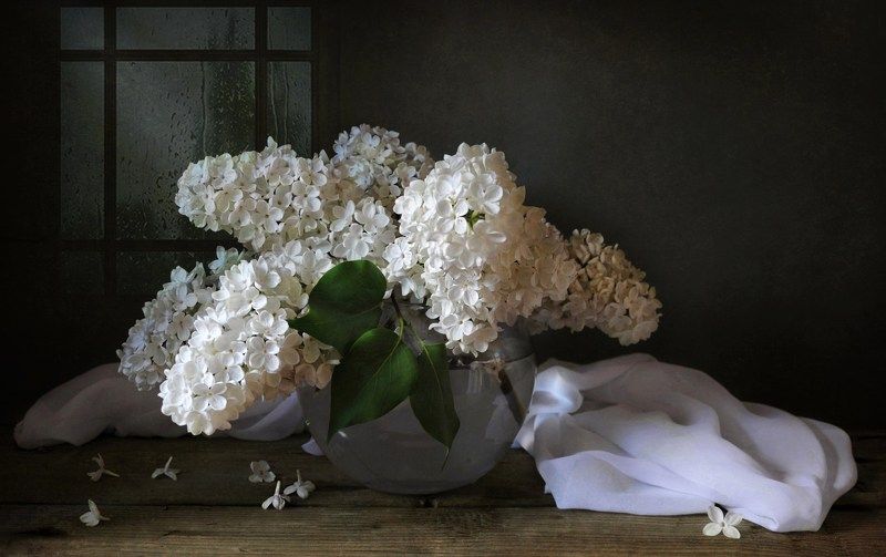 весна май сирень цветы Белая сирень и майский дождьphoto preview