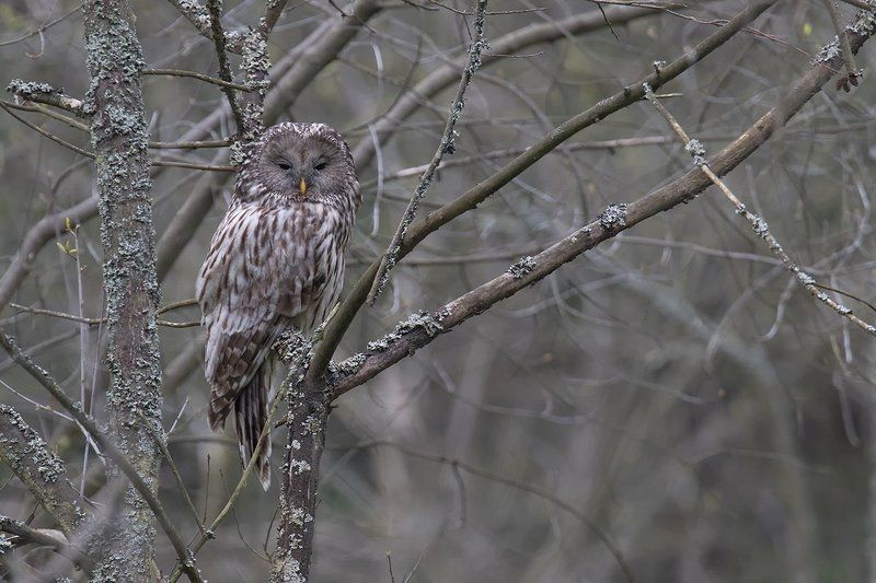ural owl,bird. Ural Owlphoto preview