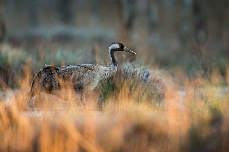 Grus Grus Grus familyphoto preview