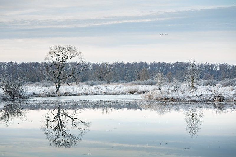 Лебеди прилетели...photo preview