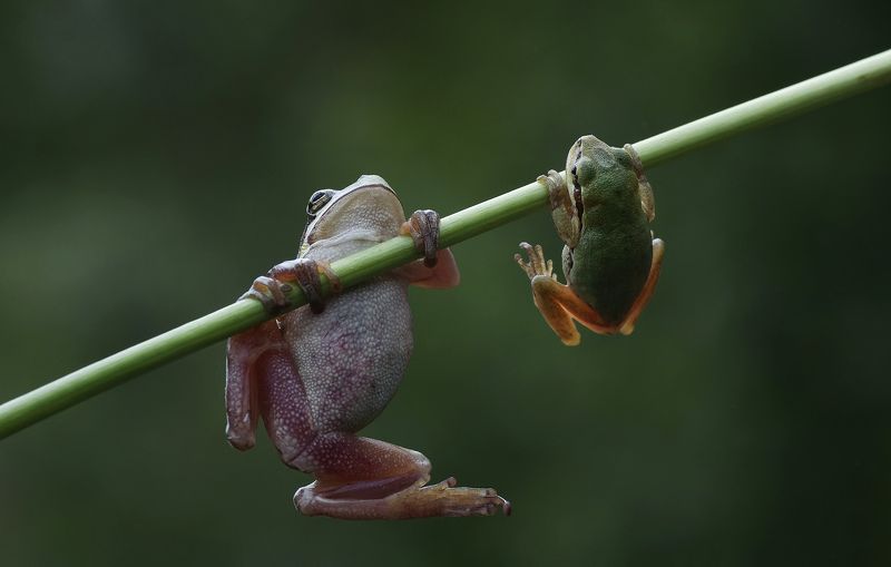 animal, nature, macro,tree frog, familiy education, training, schooling, two, baby, family, mother, mother care. Family education photo preview
