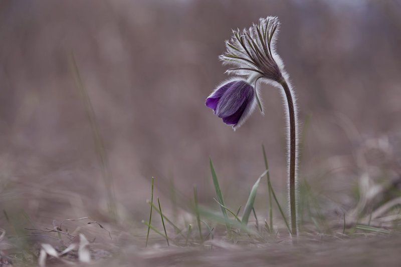 сон-трава,  прострел, первоцветы, весна ***photo preview