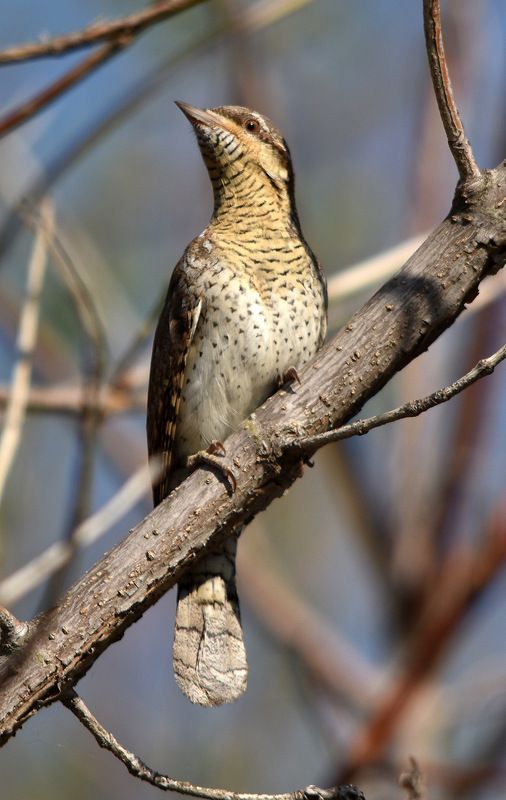 Весна 2017photo preview