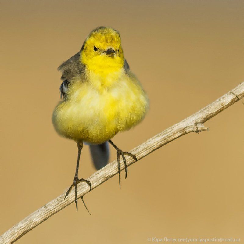 трясогузка, Желтоголовая трясогузка.photo preview