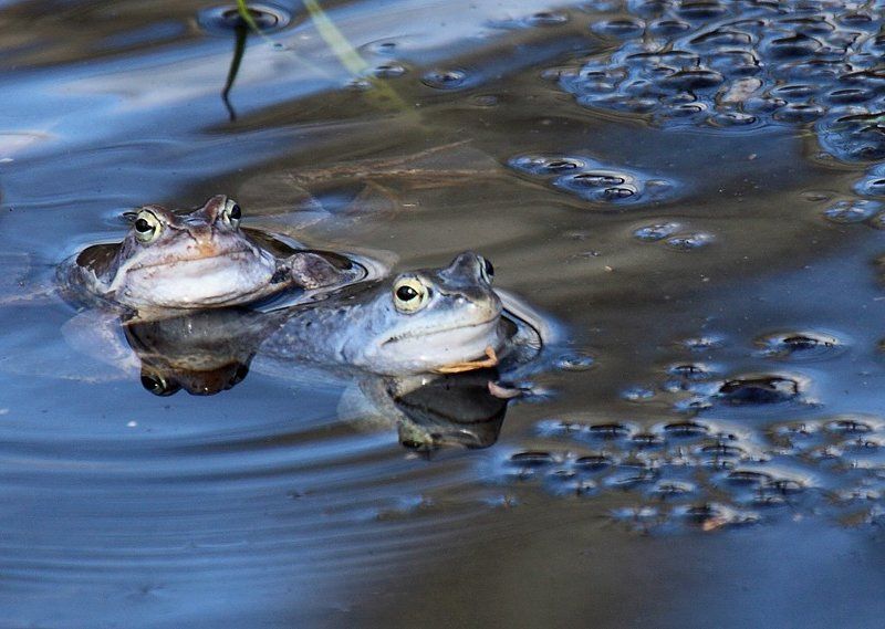 Нерест лягушекphoto preview