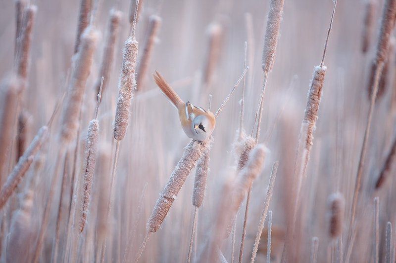 Зимним утром.photo preview