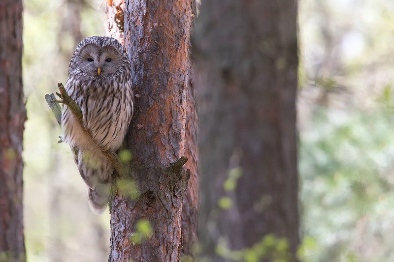 bird,owl,nature. Ural Owlphoto preview