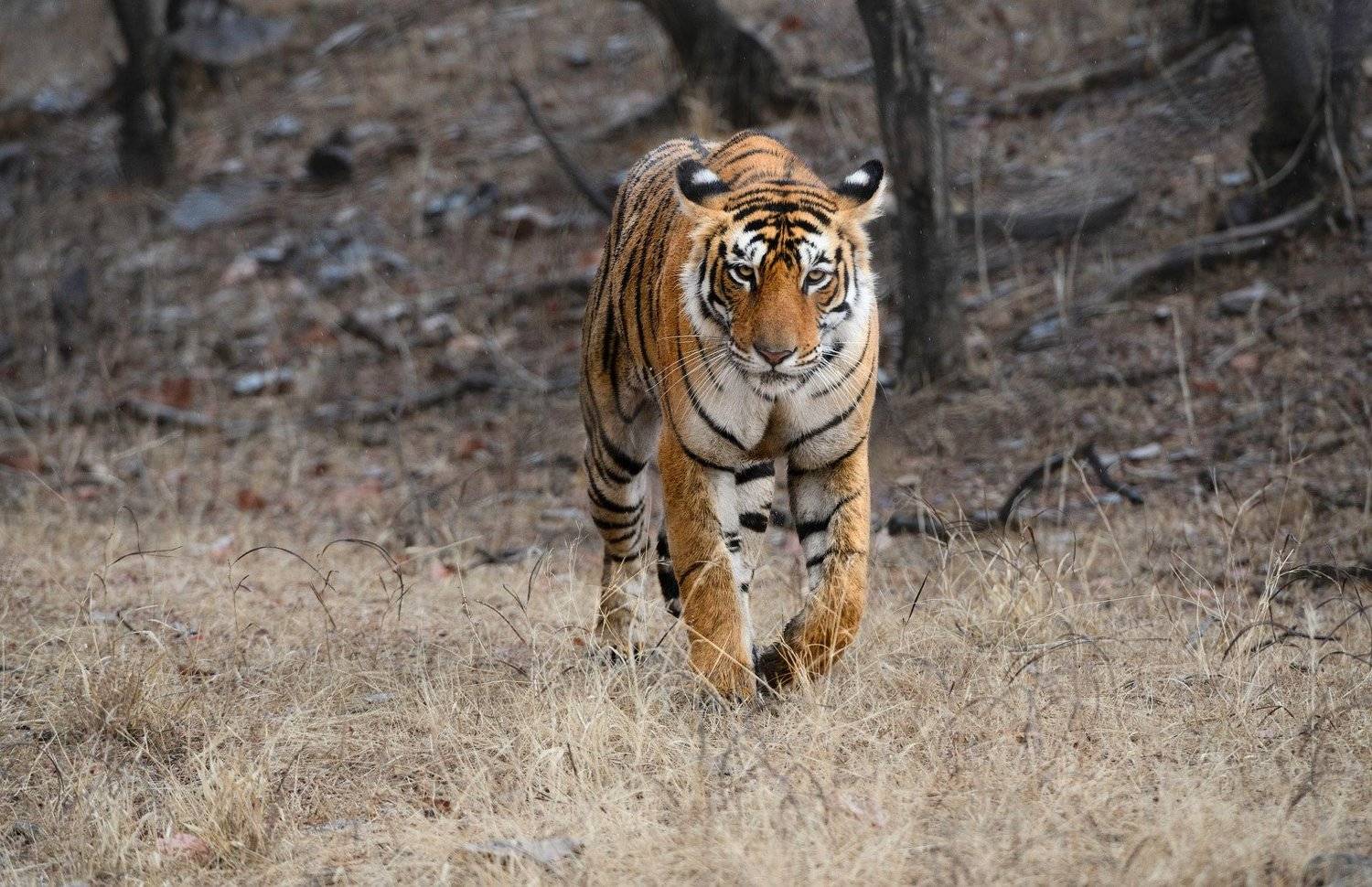 индия, Андрей Ведерников