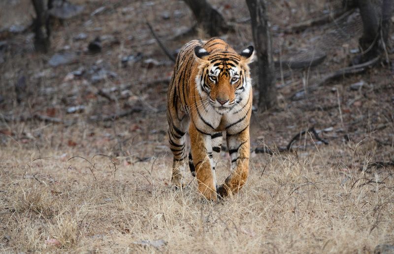 индия На мягких лапах..photo preview