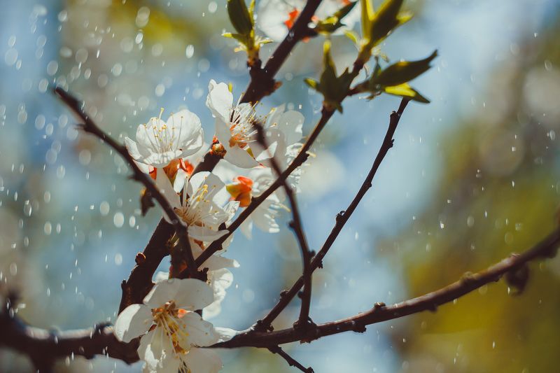 Яблонькаphoto preview