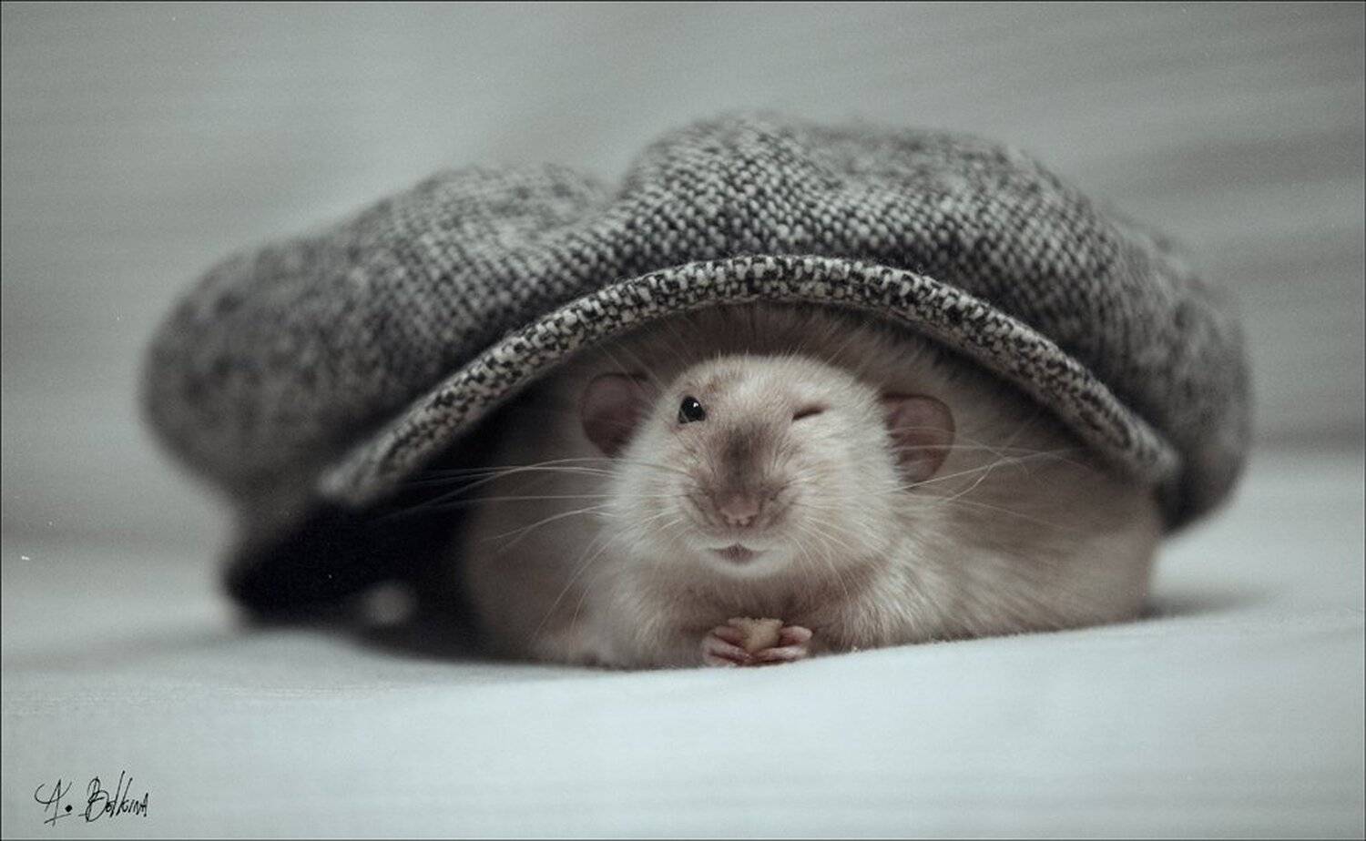 , Ариадна Белкина