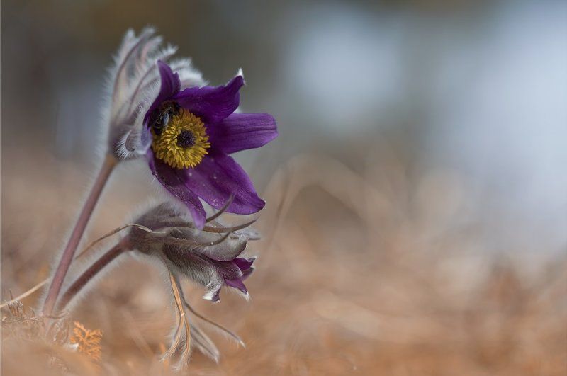 сон-трава,  прострел, первоцветы, весна **photo preview