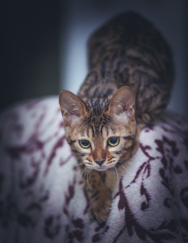 mr.filler За обедом :)photo preview