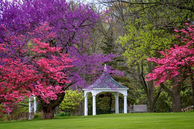 Spring Colorphoto preview