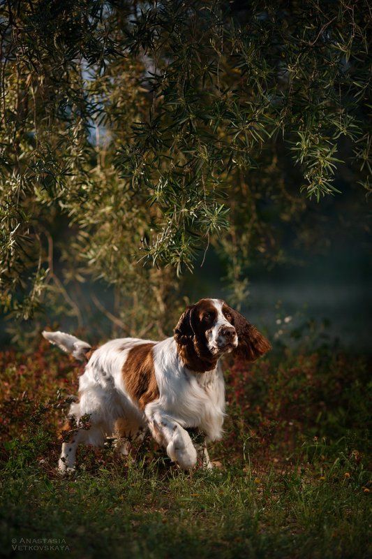 спаниель, олива, движение photo preview