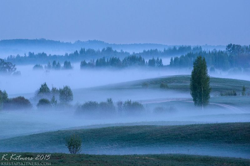 fog tree forest sky evening hill field grass latvia summer Evening Fogphoto preview