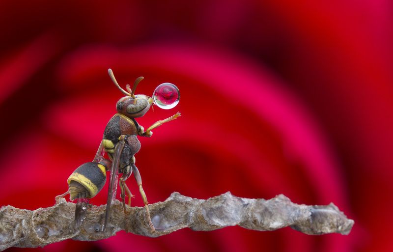 #macro#wasp#colors#reflection#waterbubble Waspphoto preview