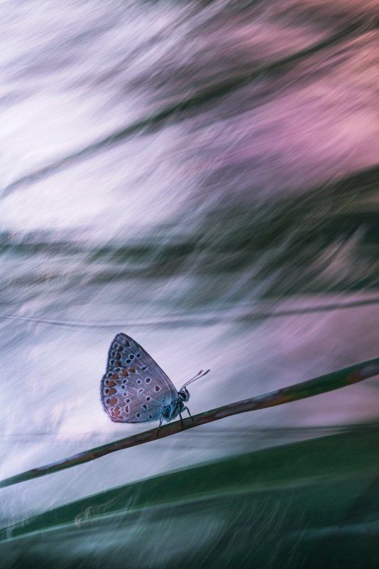 Солнечный ветерphoto preview