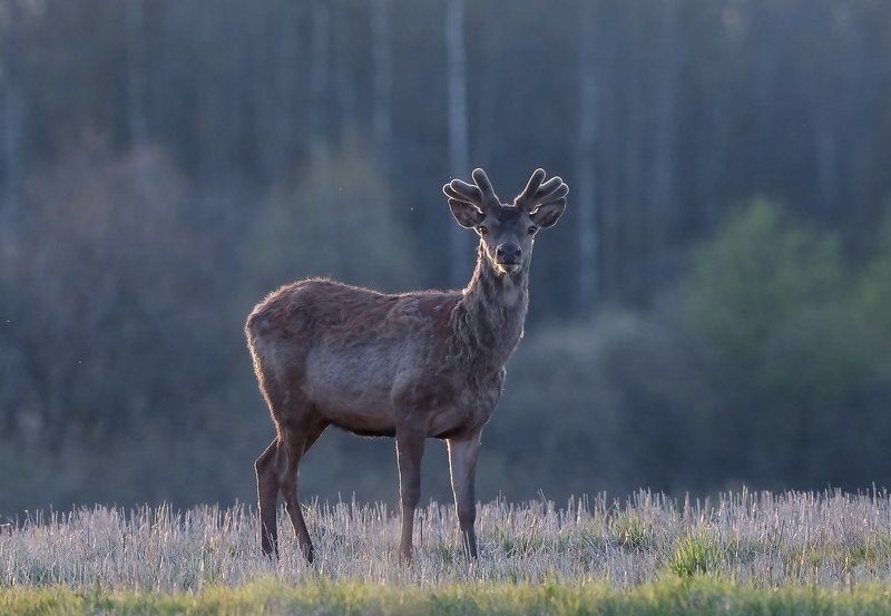 Благородный олень.photo preview