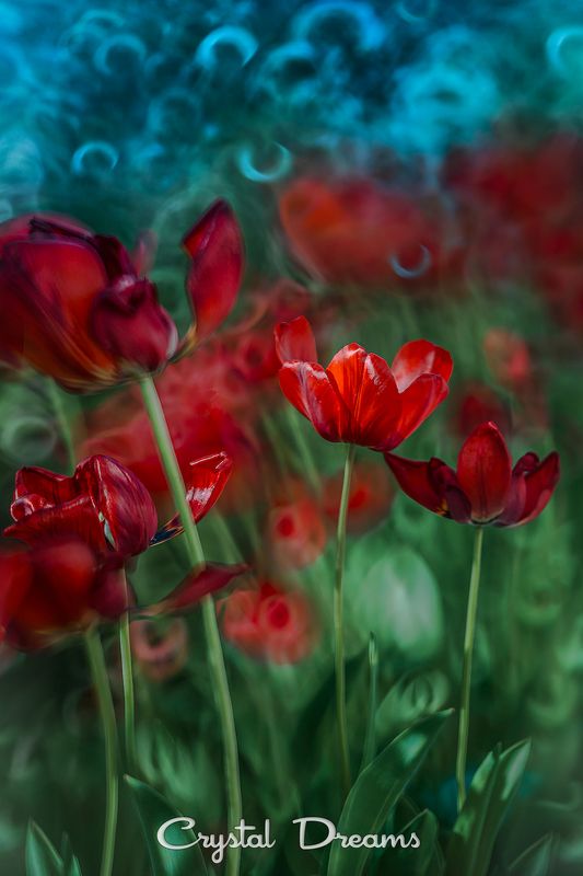 crystal dreams, macro, spring, color, art, nature, flowers \