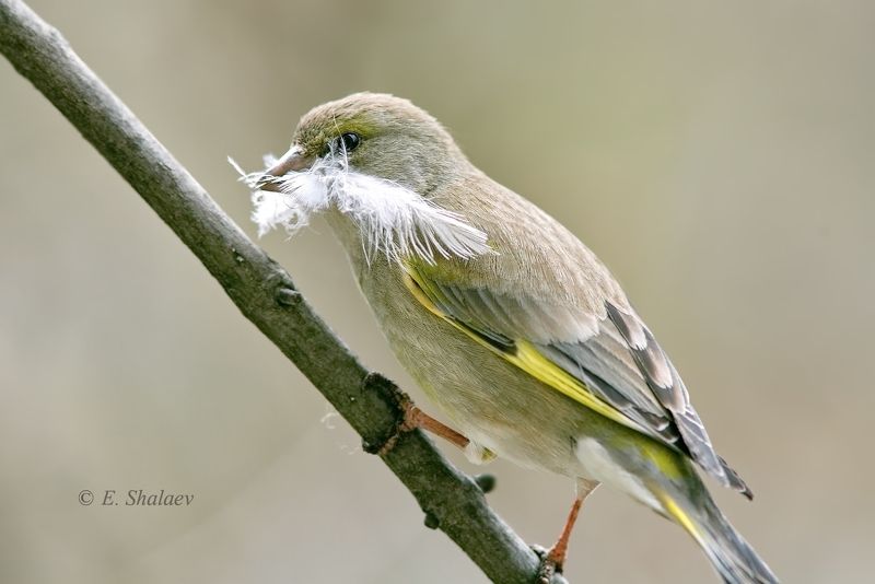 birds,carduelis chloris,european greenfinch,обыкновенная зеленушка,птица,птицы,фотоохота,great tit,parus major,большая синица,cyanistes caeruleus,eurasian blue tit,лазоревка Забот полон рот...photo preview