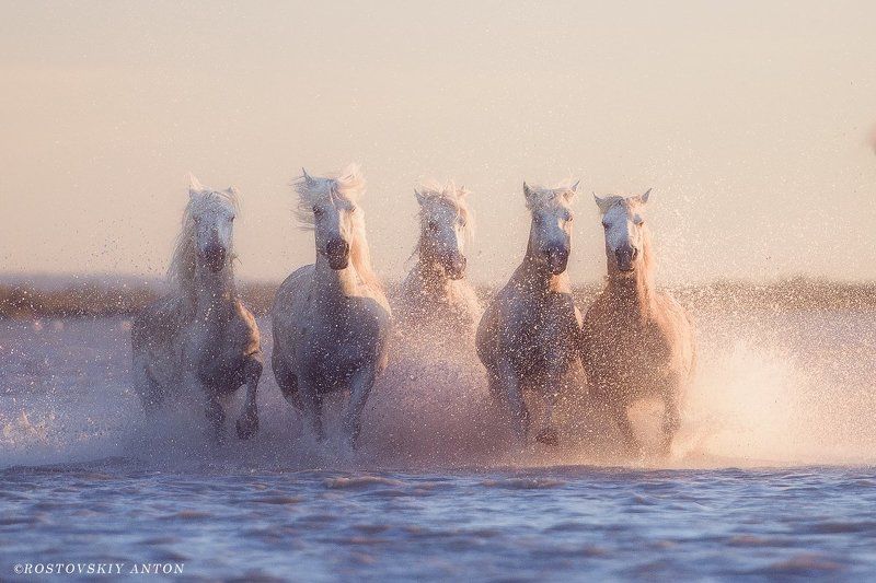 Камарг, Жеребцы, Франция, Ростовский, Камарг, Жеребцы, Францияphoto preview