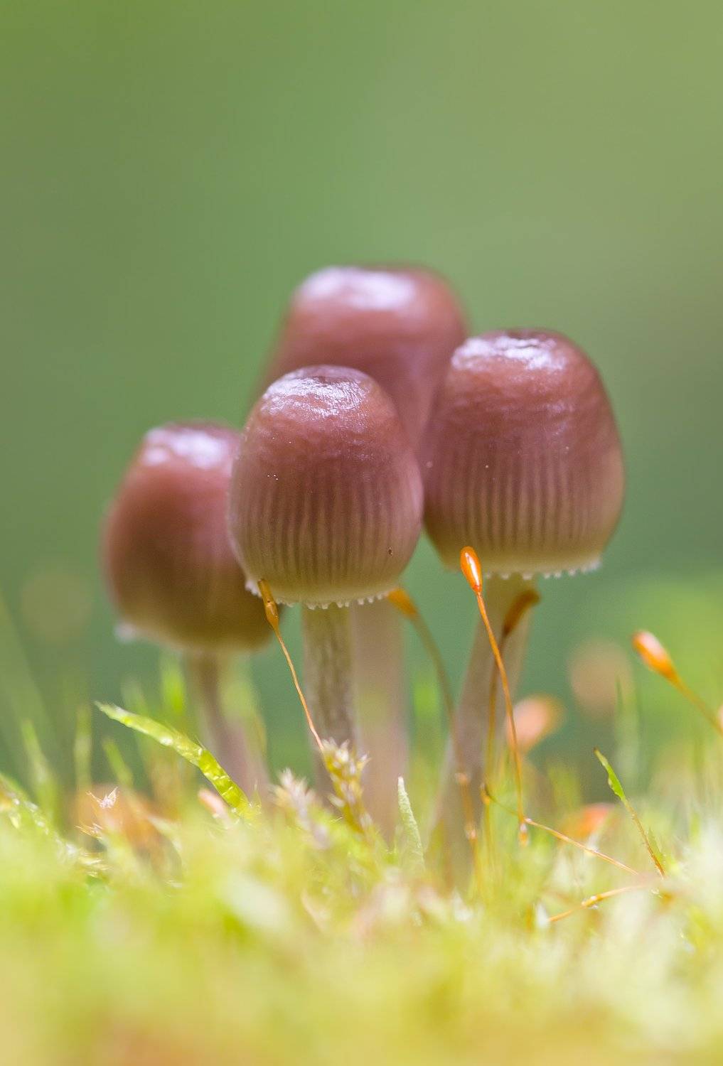 лес, грибы, мицена, мох, зелёный, розовый, Ксения Соварцева