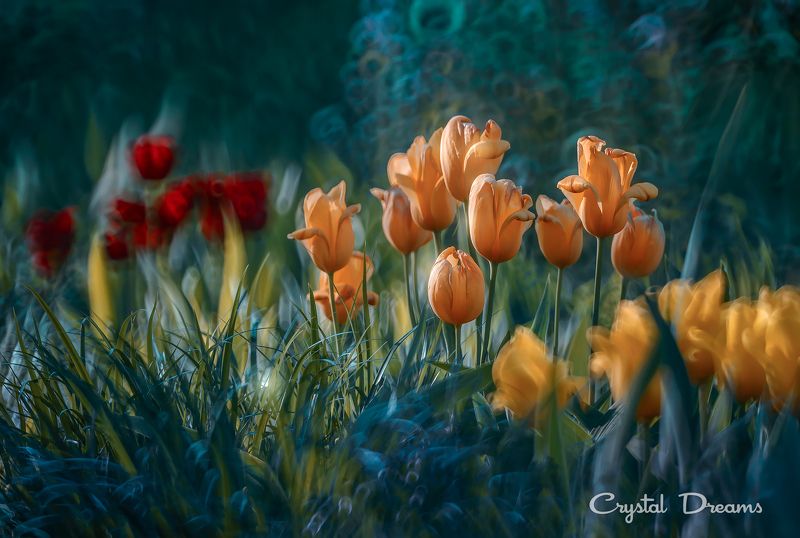 crystal dreams, macro, spring, color, art, nature, flowers \
