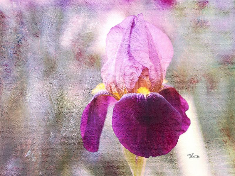 Ирисовое настроениеphoto preview