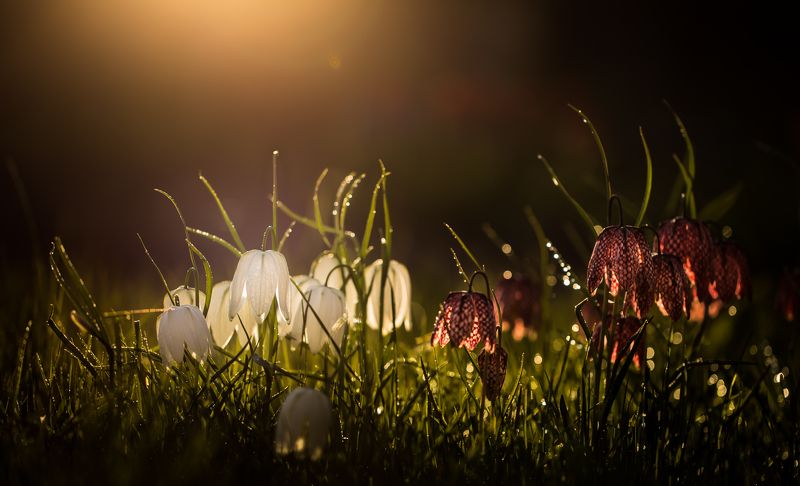 evening, light Evening lightphoto preview