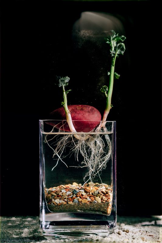 картофель «Solanum tuberosum»photo preview