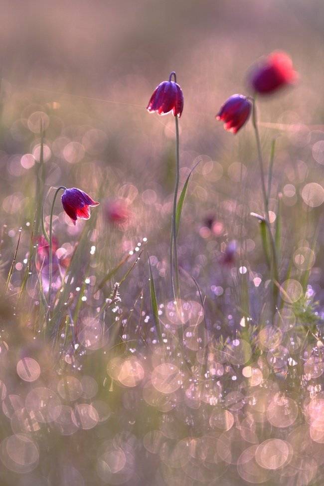 В утренней росе. Автор: Sergii Markov рябчик, малый, fritillaria, meleagroides, самарский лес, Sergii Markov