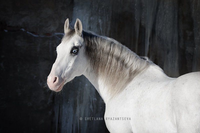 horse, white, grey, portrait, портрет, лошадь, лошади awesomephoto preview