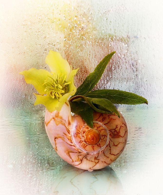 цветы, ракушка, море акварель вода Из серии \