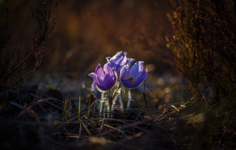 сон-трава,первоцвет,прострел,весна,макро Сон-трава..photo preview