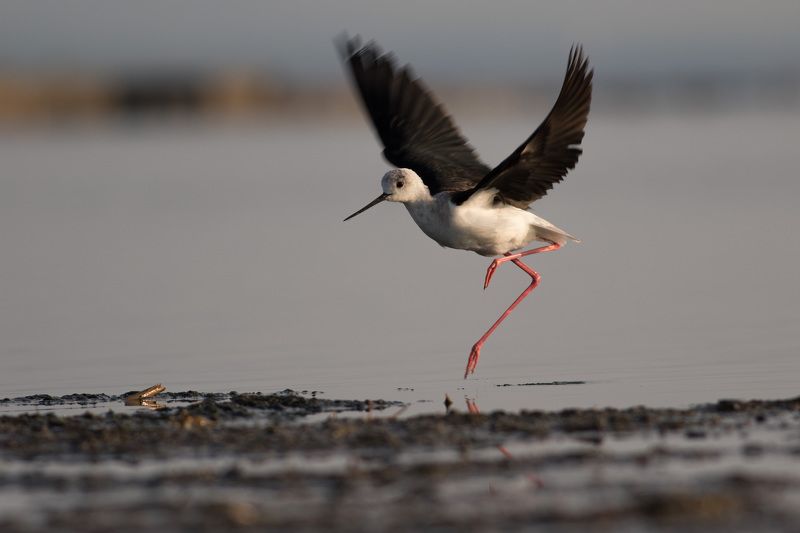 Himantopus himantopusphoto preview