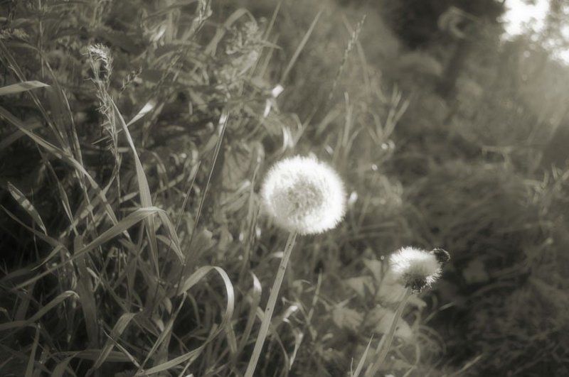 одуванчик одуванphoto preview