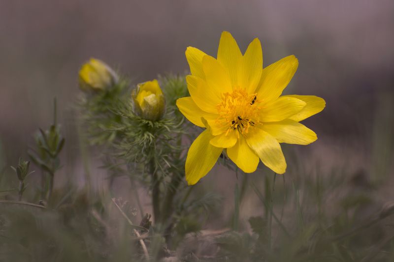 природа, пейзаж, весна, лес, поле, цветок, цветы, адонис, май, день, россия, татарстан, пробуждение, макро, flower, flowers, растения Первоцветphoto preview