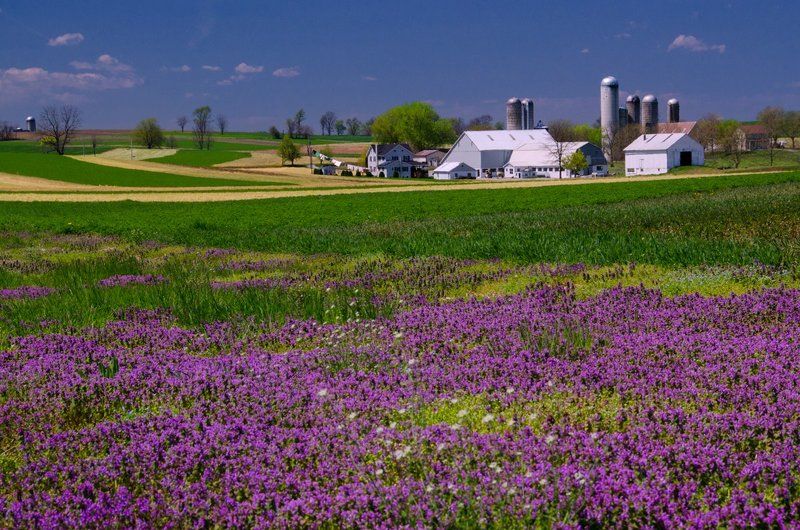 Farm Fieldphoto preview