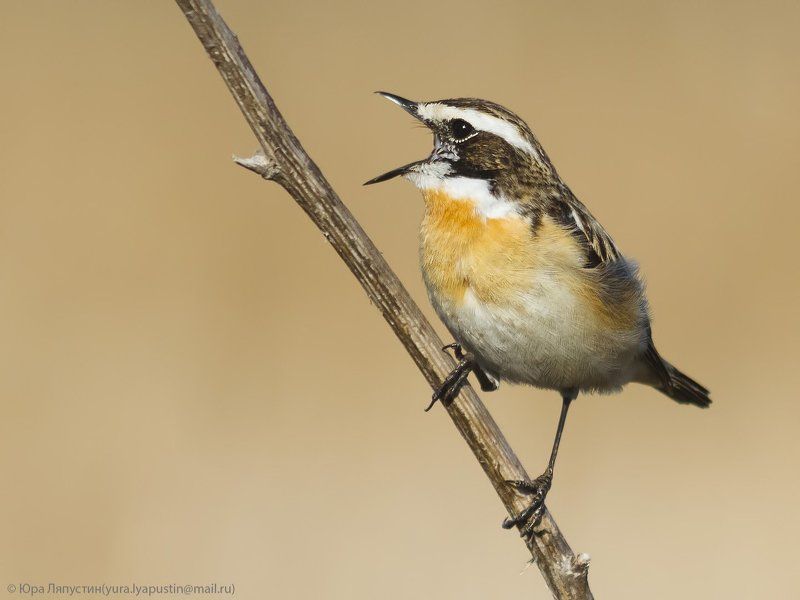 чекан, Луговой чекан.photo preview