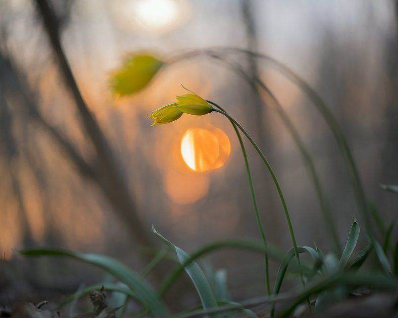 тюльпан,макро,растения,природа,цветок,цветы,закат Объятияphoto preview