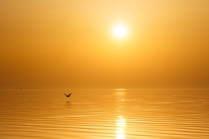 закат, море, солнце, вода, птица, золото, отражение, пейзаж минимализм Золотой закатphoto preview