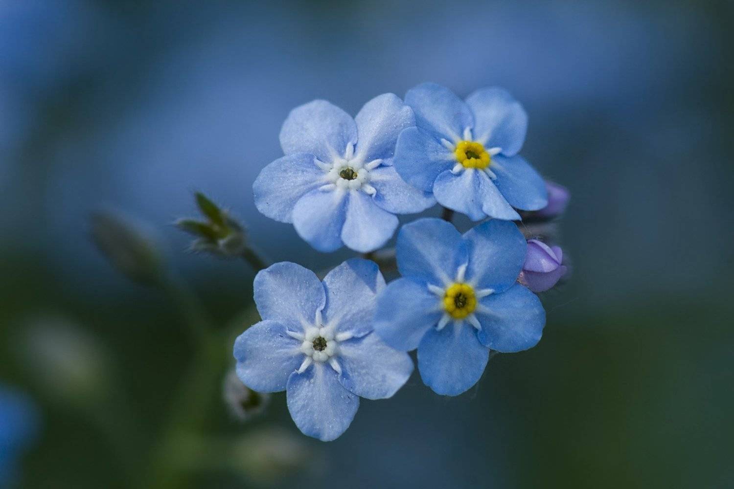 Незабудковое настроение.... Автор: Сергей Фатин , Сергей Фатин