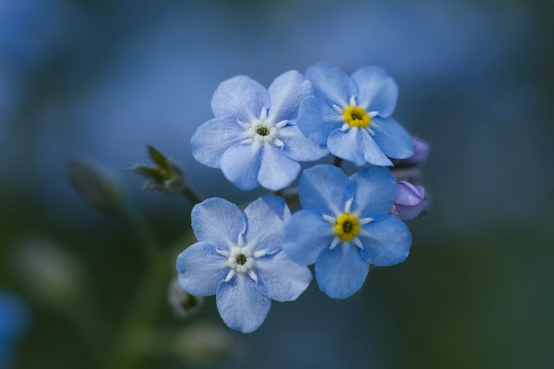 Незабудковое настроение...photo preview