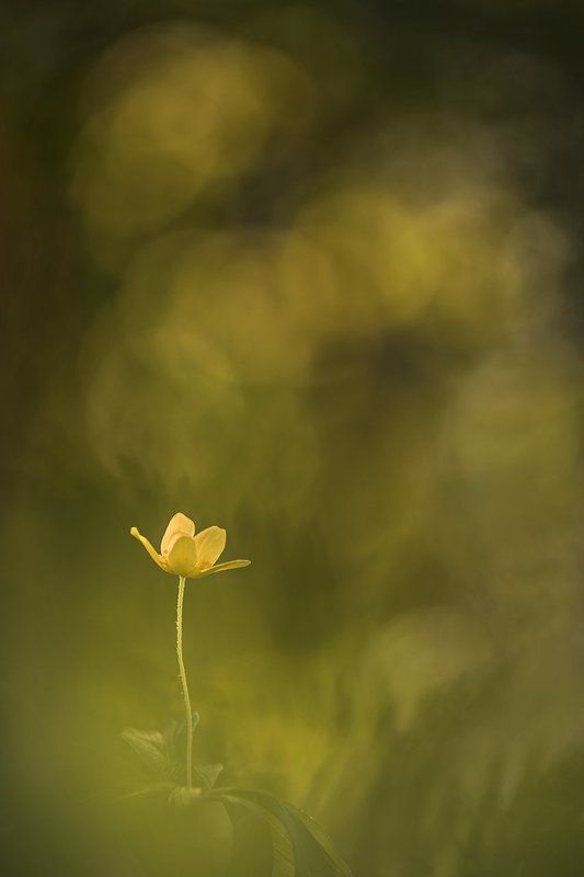 ветреница лютичная Ветреница лютичнаяphoto preview
