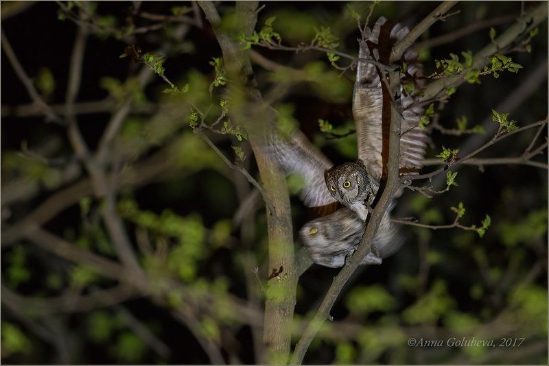 птицы, природа, совы, сплюшка, otus scops, весна, апрель, 2017, краснодарский край, краснодар 18+photo preview