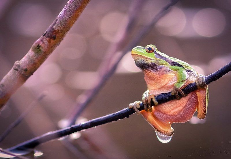 А мне летать охота... фото превью